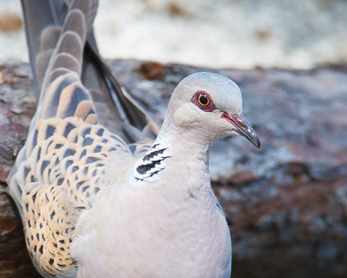 Tórtera europea