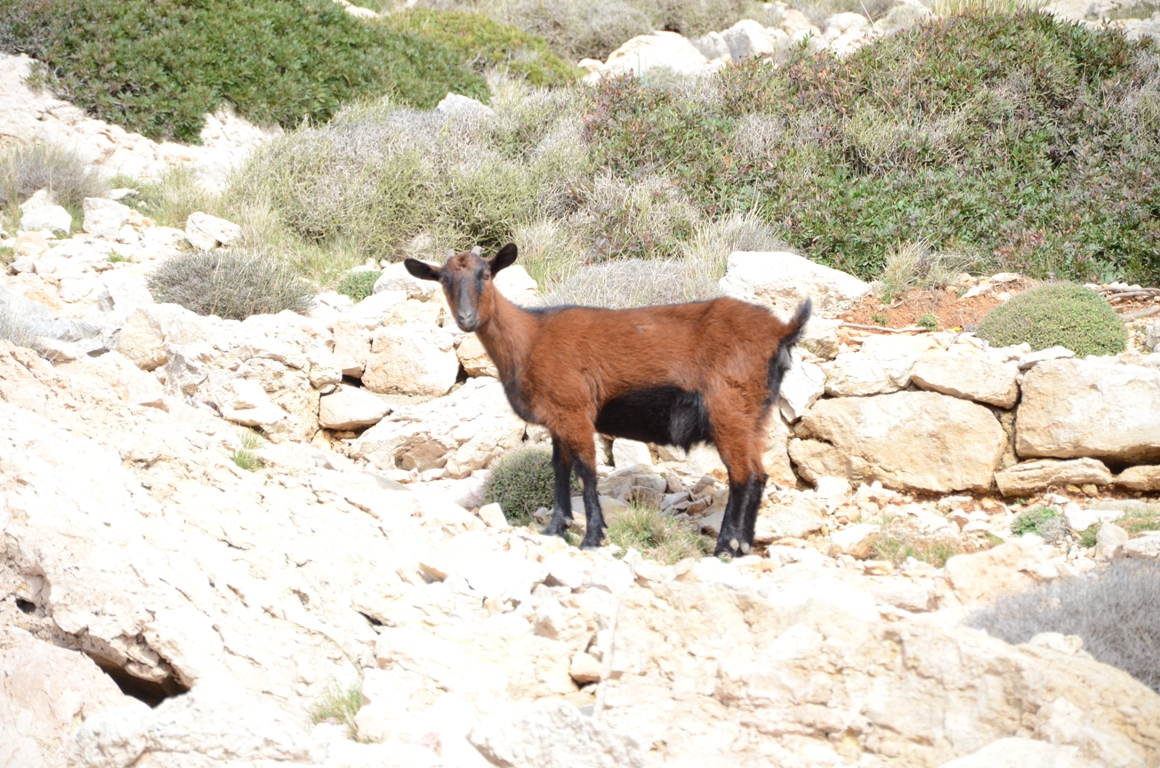 Cabra salvatge mallorquina