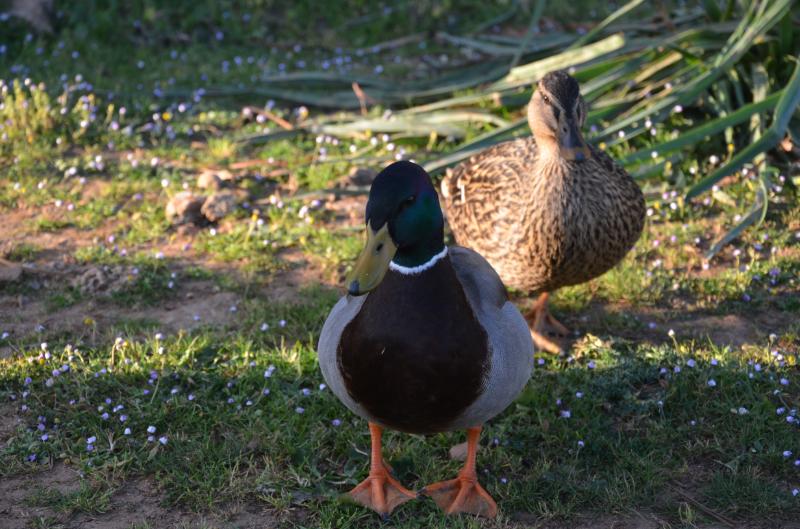 Aus aquàtiques