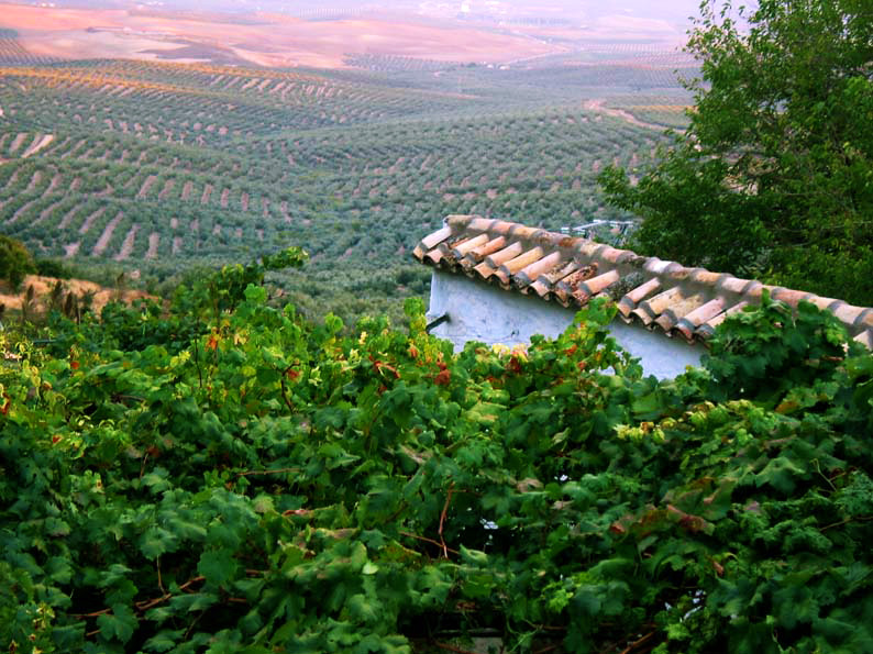 Paisatge del camp d'Úbeda