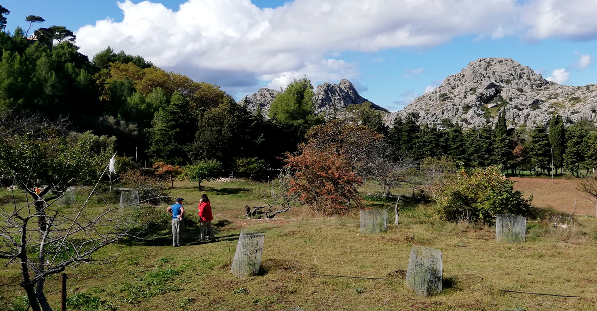 Custòdia del territori