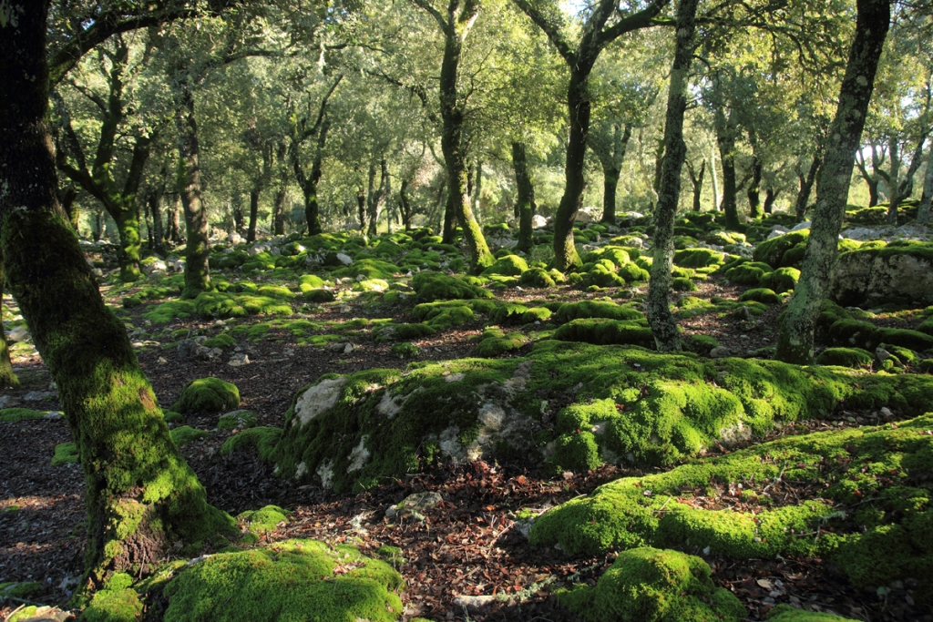 Bosque de Menut