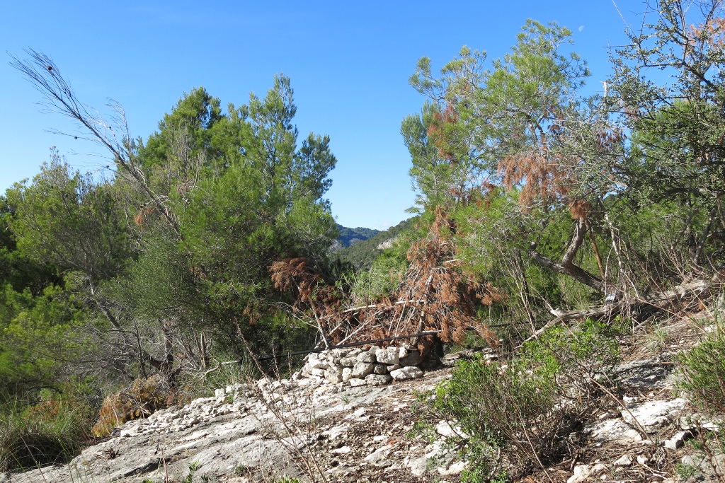 Coll de Tords