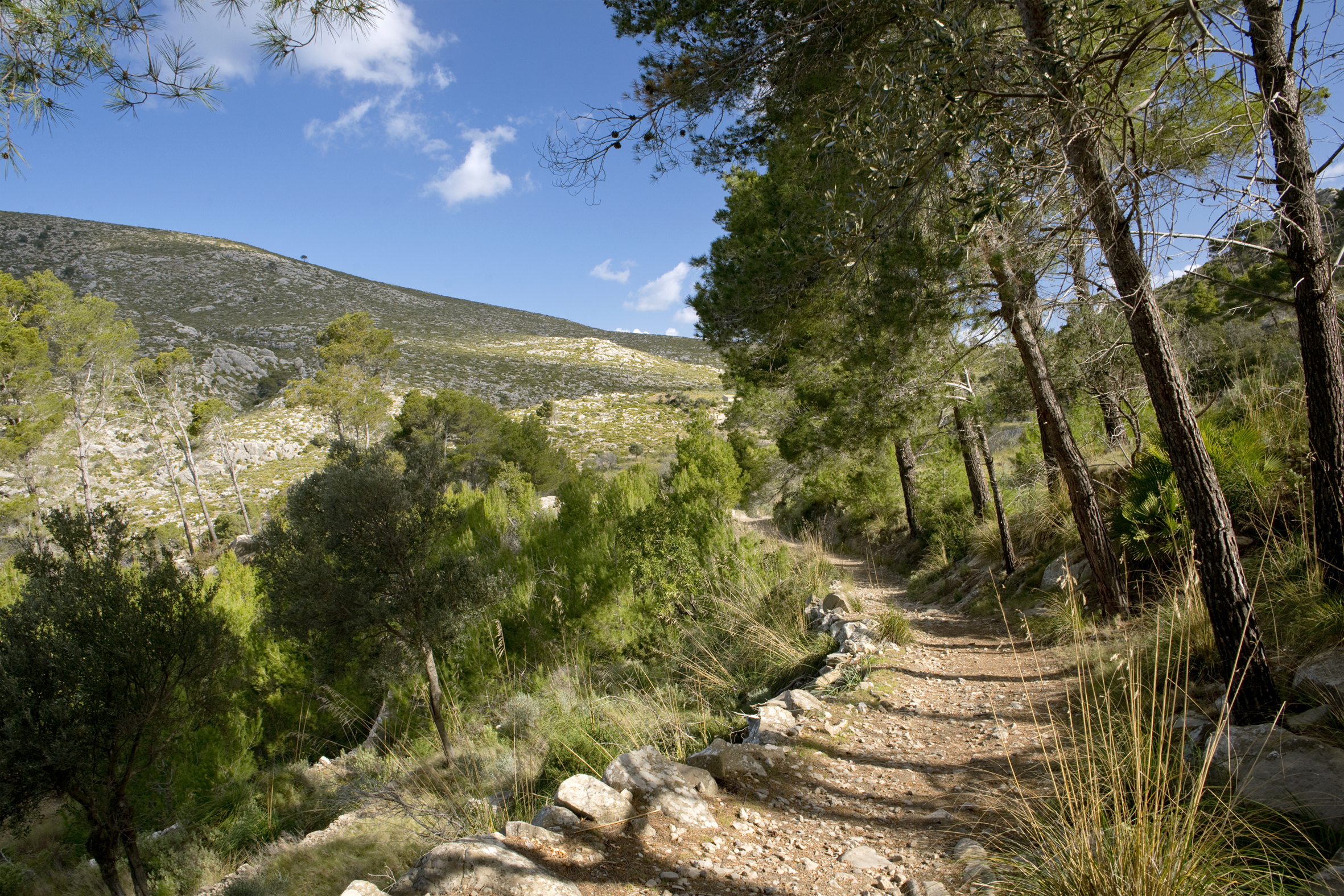 Collet de sa Barrera